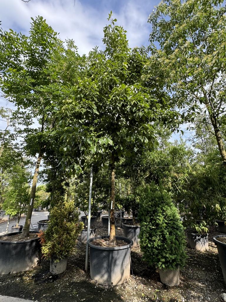 Carya ovata