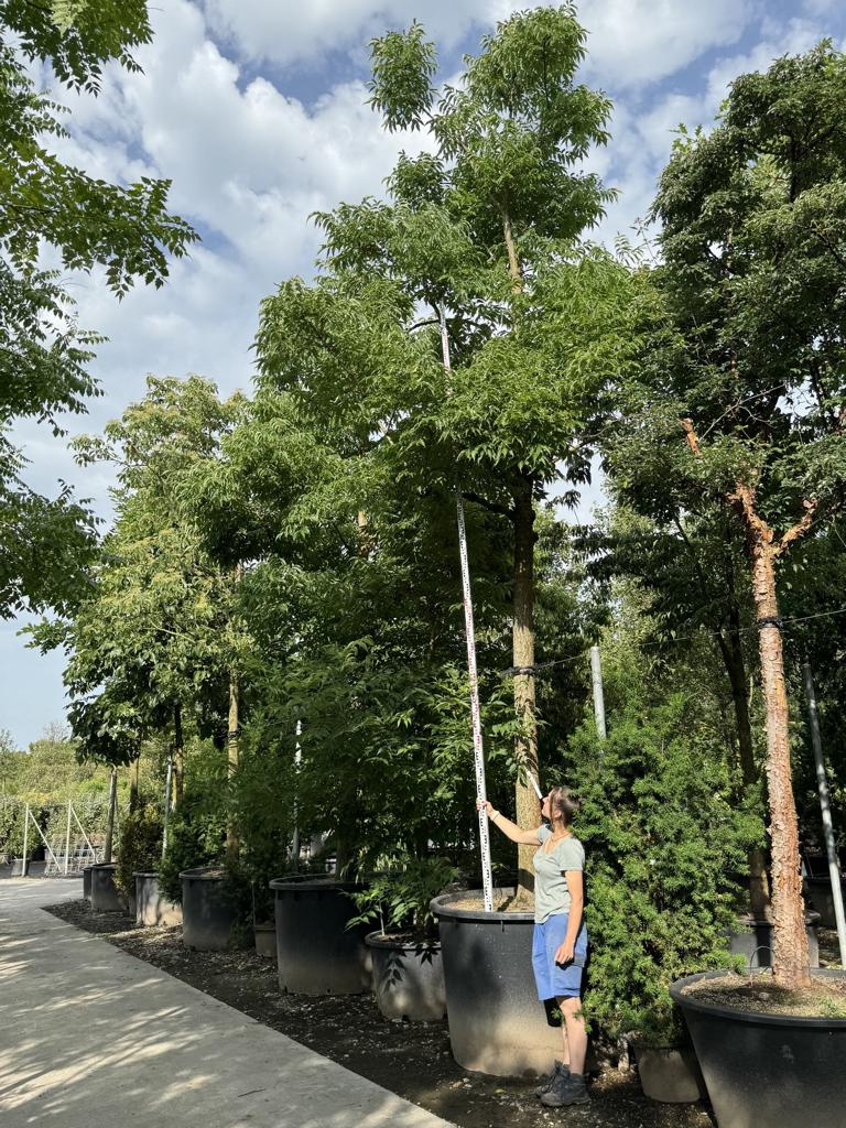 Phellodendron amurense