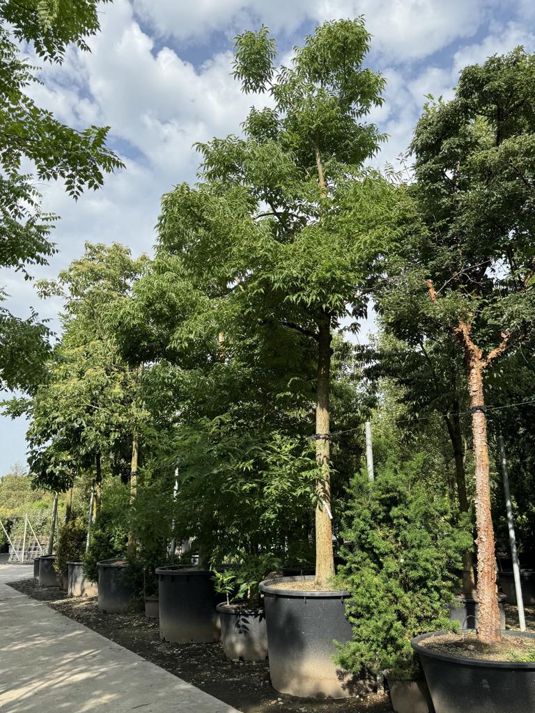 Phellodendron amurense