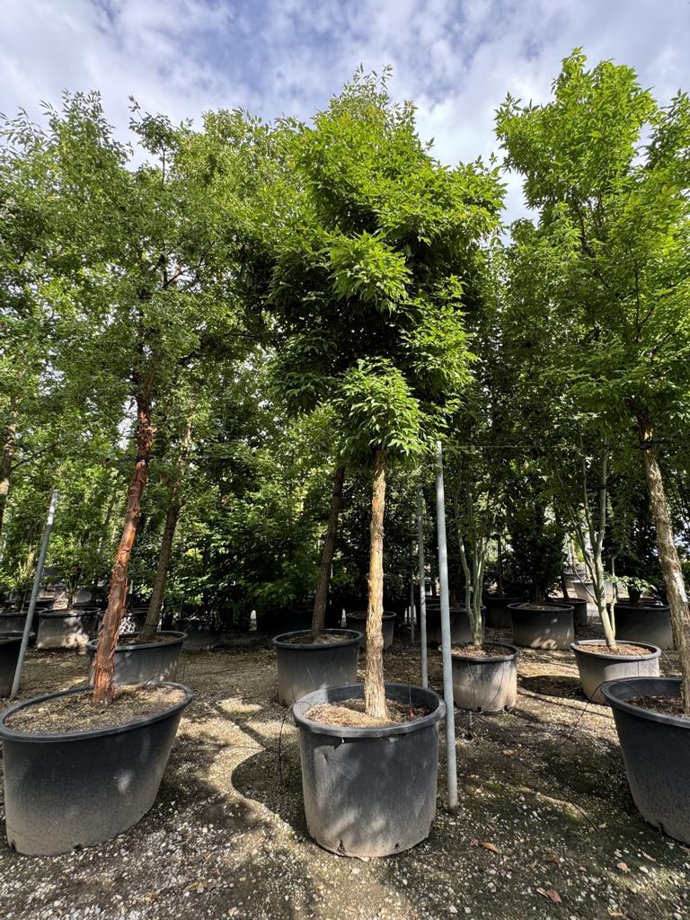 Acer triflorum