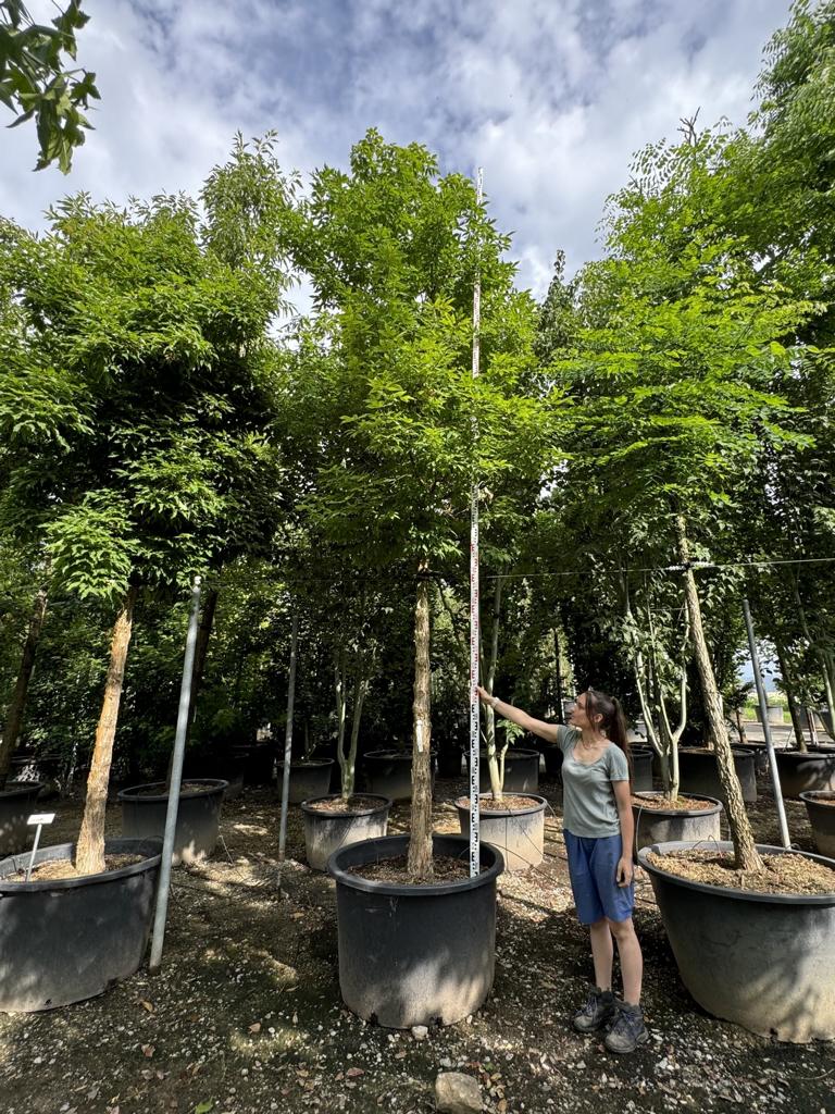 Acer triflorum