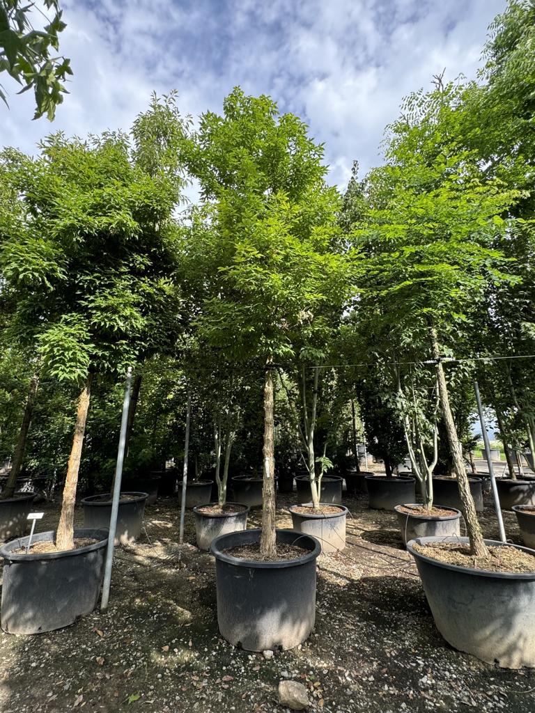 Acer triflorum