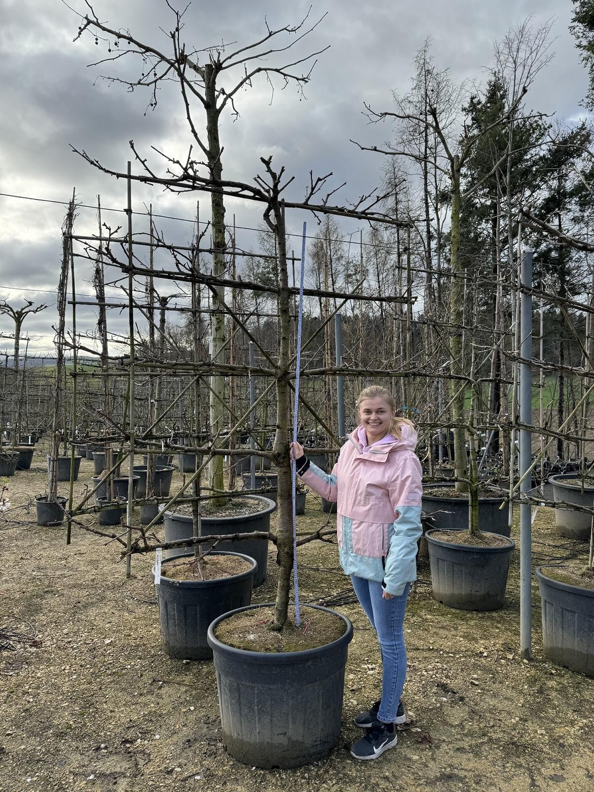 Prunus avium 'Stella'