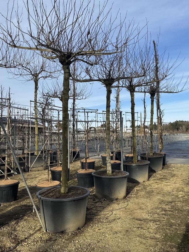 Platanus hispanica (x) dachförmig