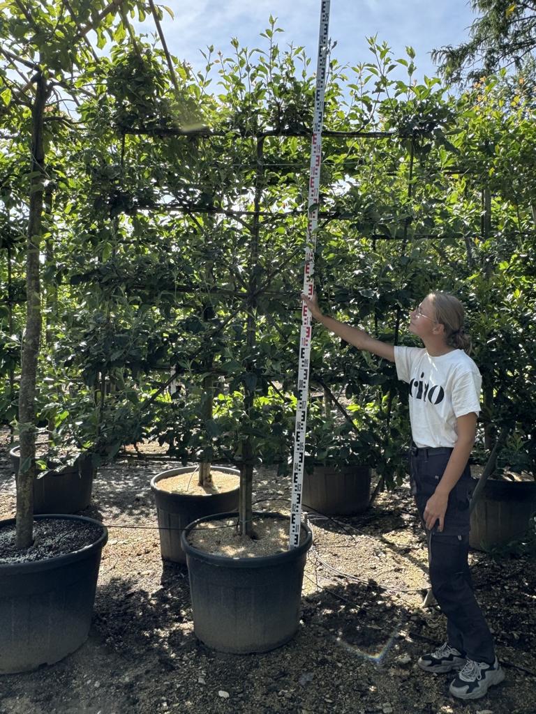 Malus domestica 'Cox's Orange'