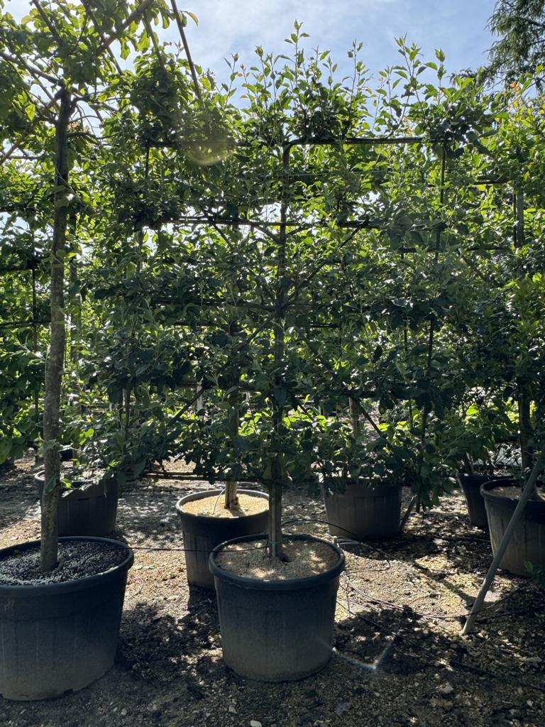 Malus domestica 'Cox's Orange'