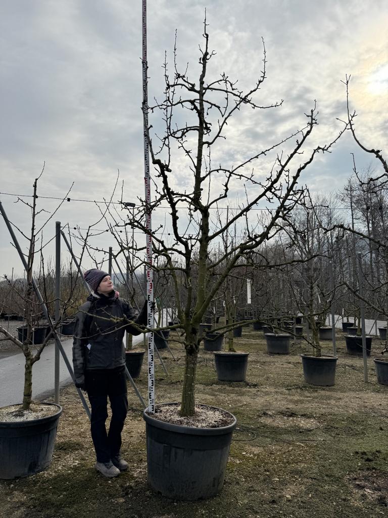 Pyrus communis 'Conférence'