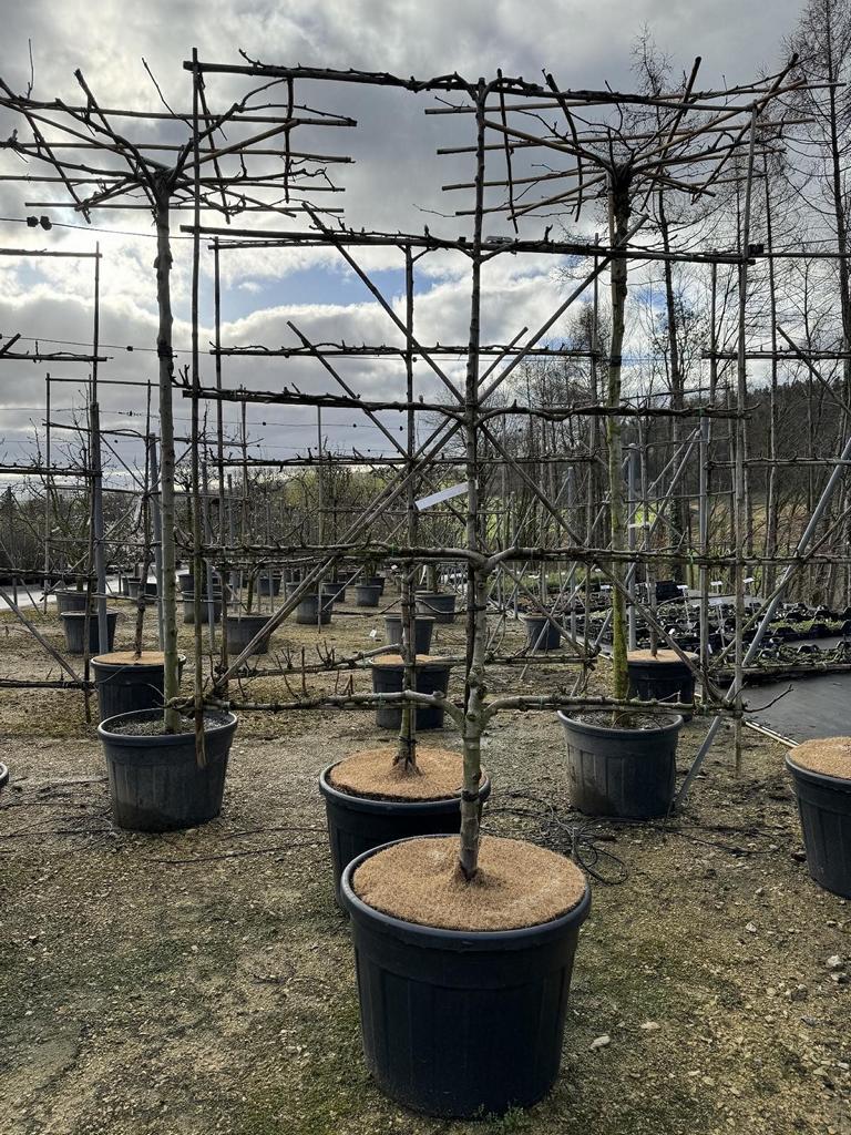 Pyrus communis 'Conférence'