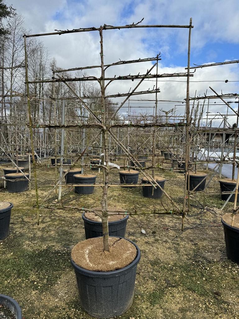 Pyrus communis 'Conférence'