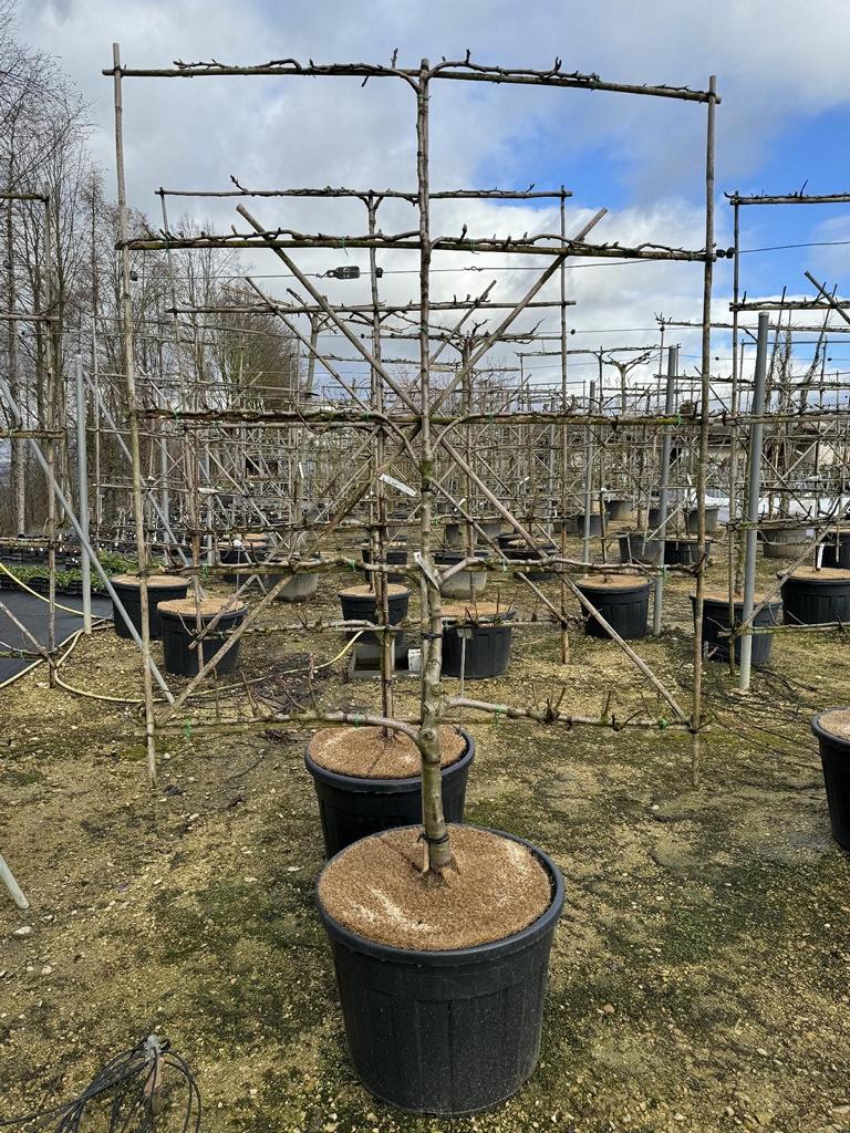 Pyrus communis 'Hardy' (Gellerts Butterbirne)