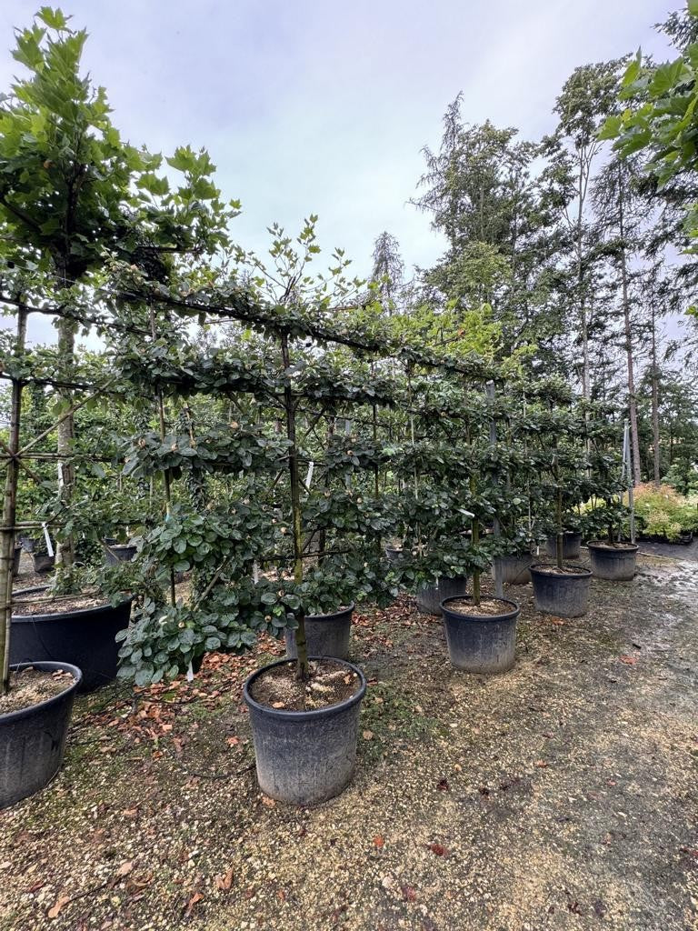 Pyrus communis 'Hardy' (Gellerts Butterbirne)