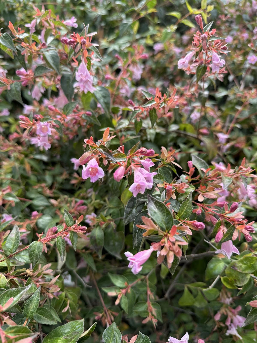 Abelia 'Edward Goucher'