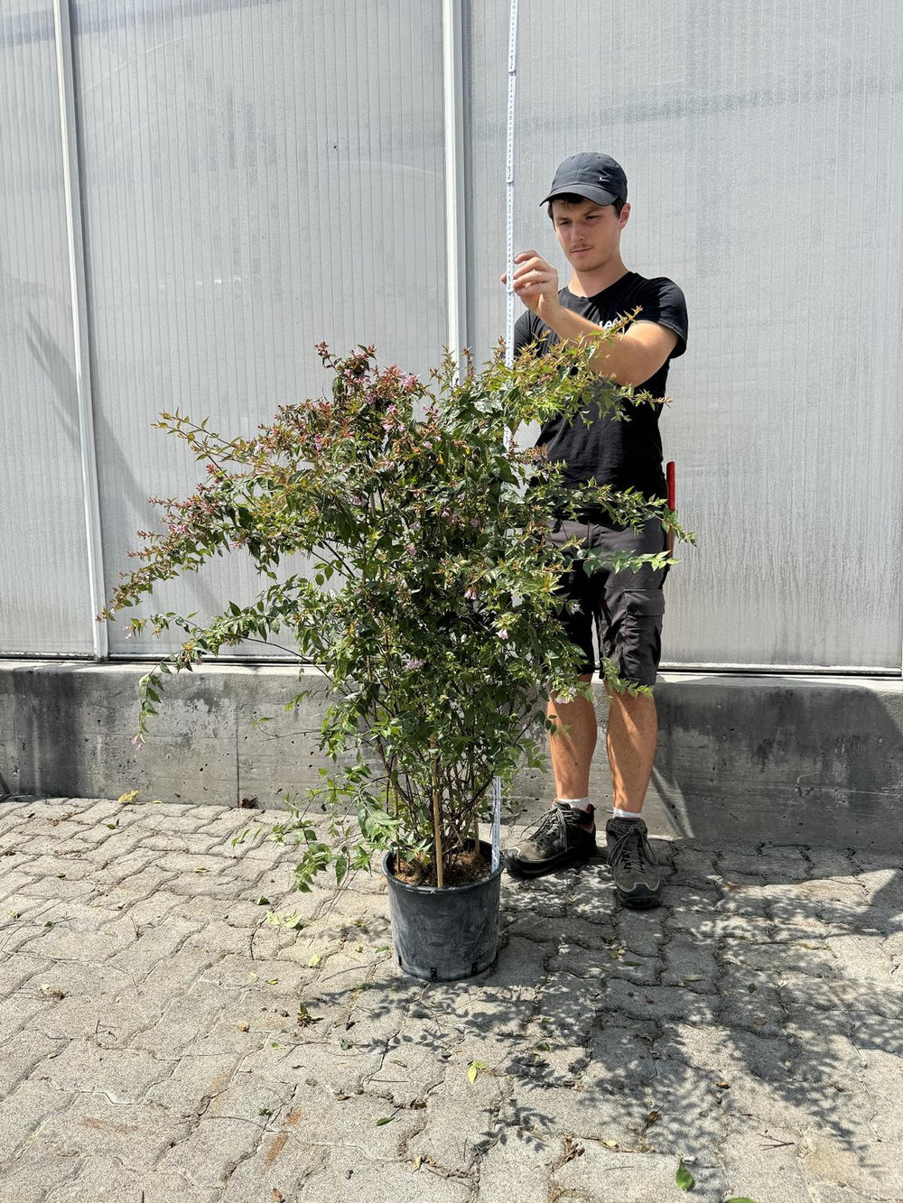 Abelia 'Edward Goucher'