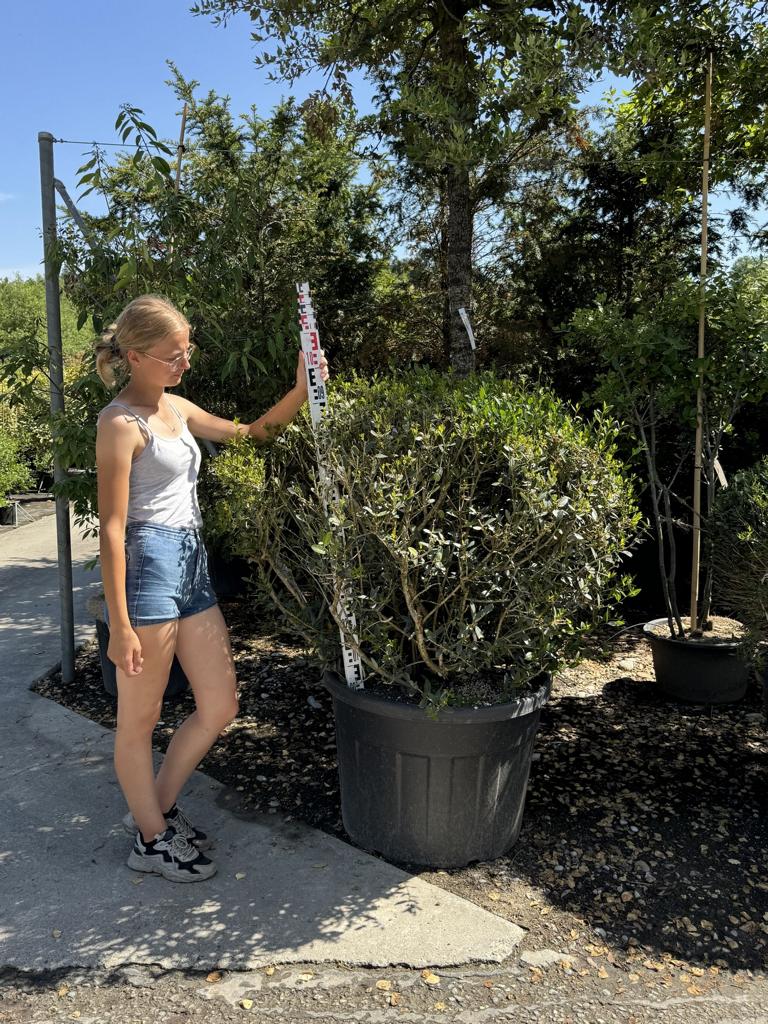 Phillyrea angustifolia kugelförmig