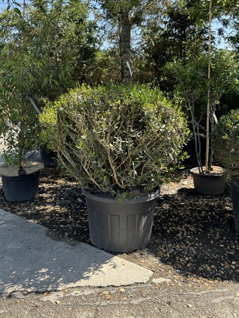 Phillyrea angustifolia kugelförmig