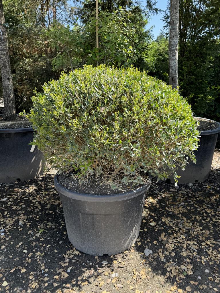 Phillyrea angustifolia kugelförmig