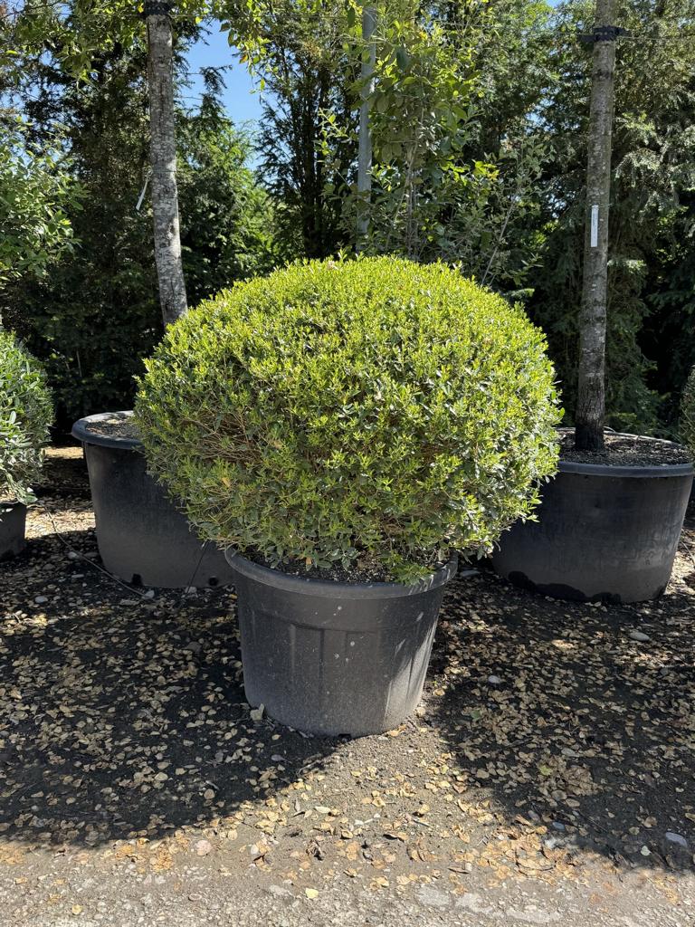 Phillyrea angustifolia kugelförmig
