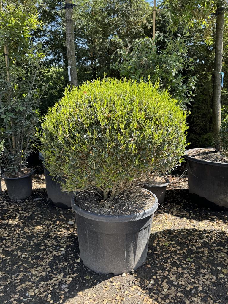 Phillyrea angustifolia kugelförmig