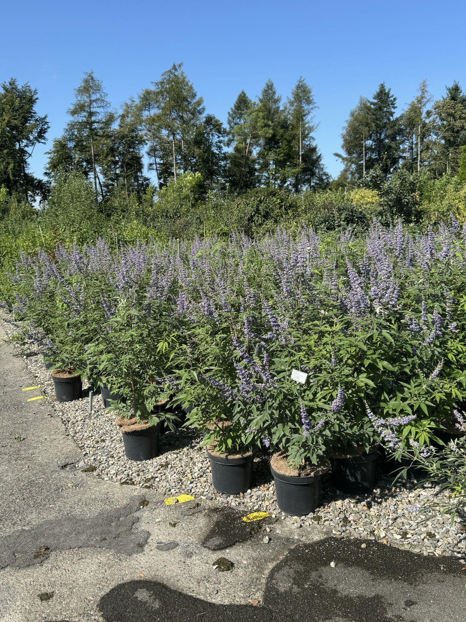 Vitex agnus-castus