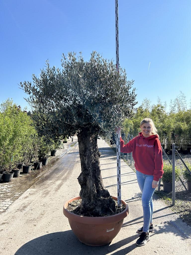 Olea europaea