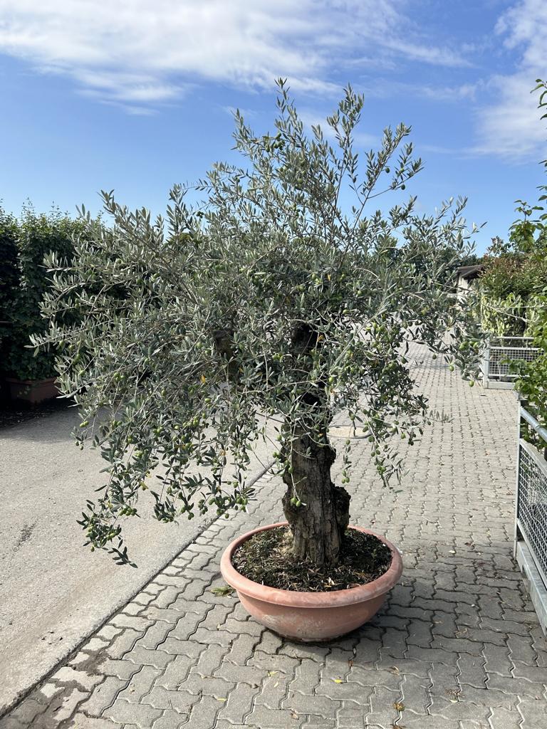 Olea europaea