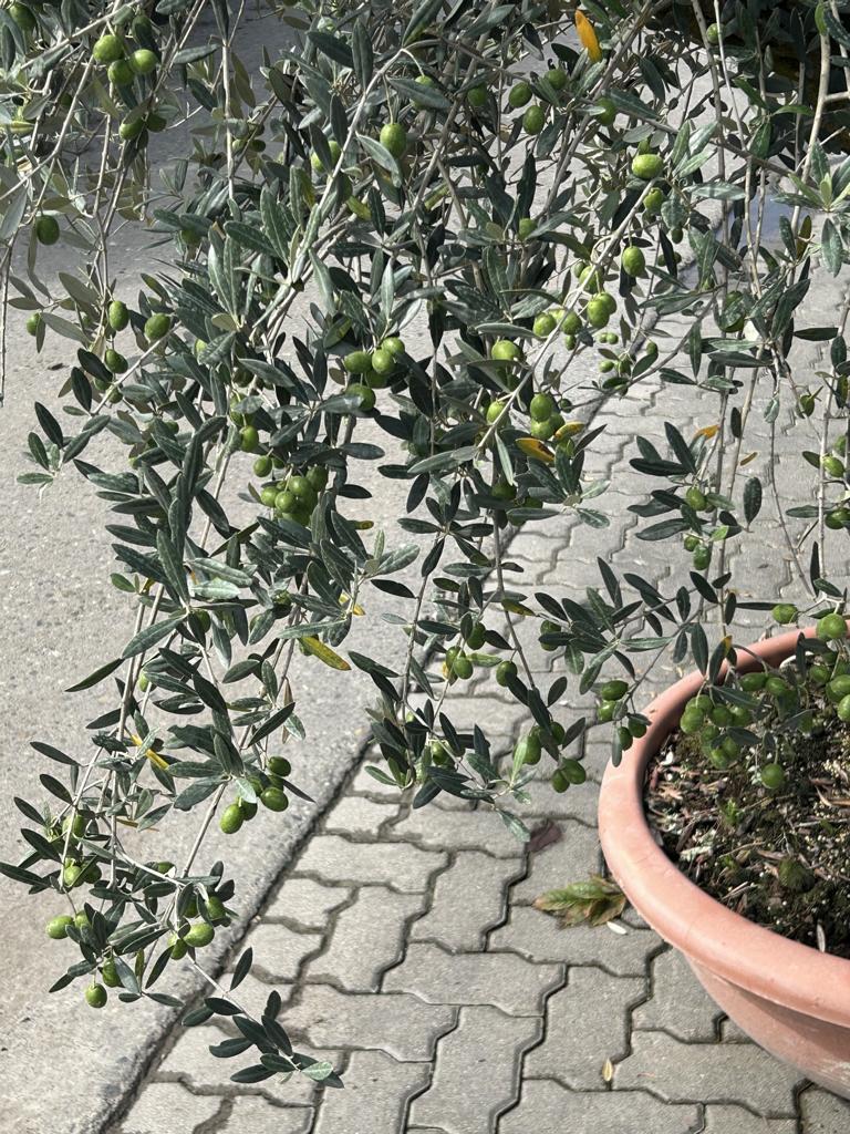 Olea europaea