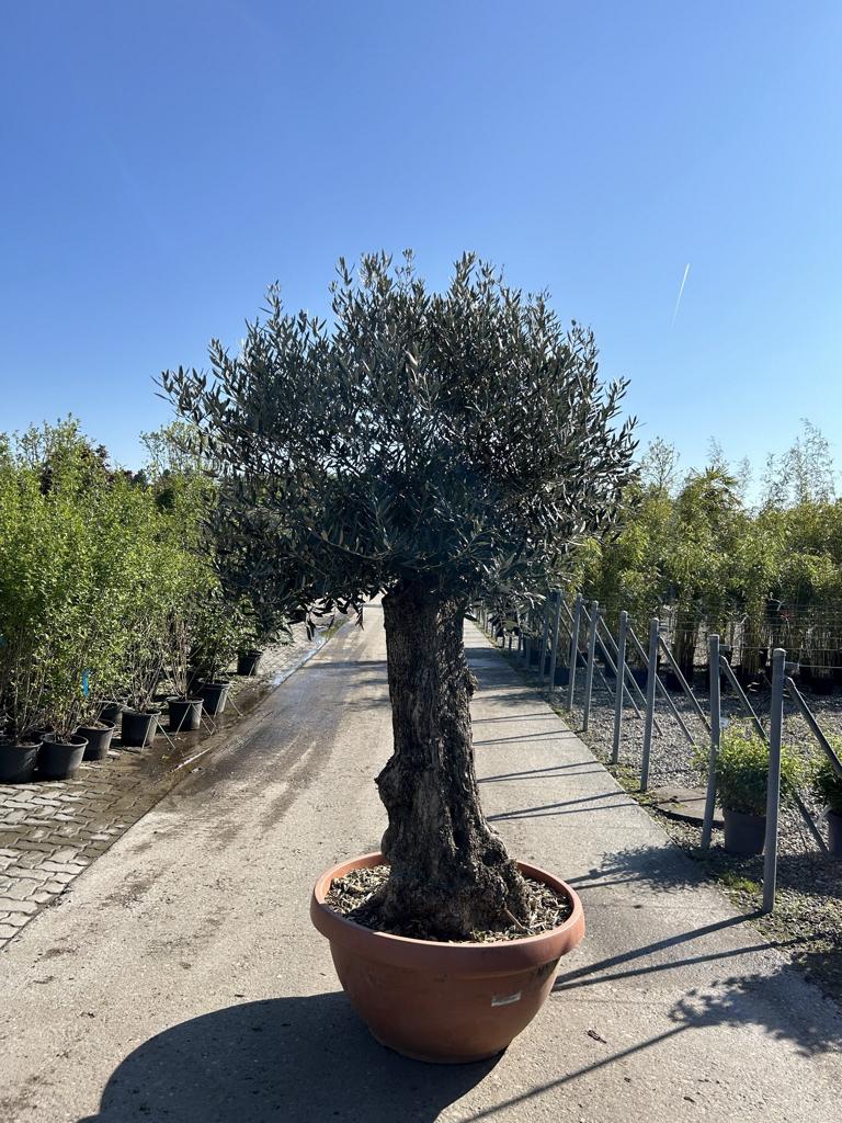 Olea europaea