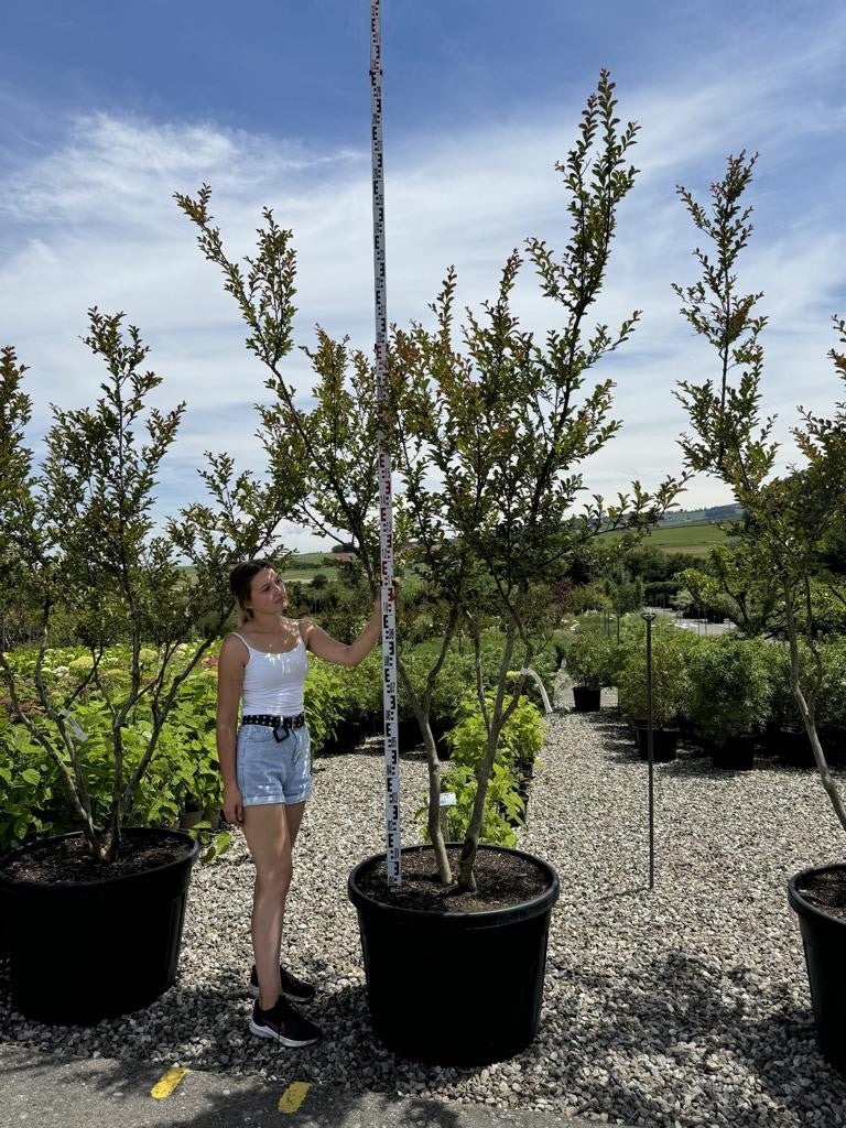 Lagerstroemia indica 'Monbazillac'