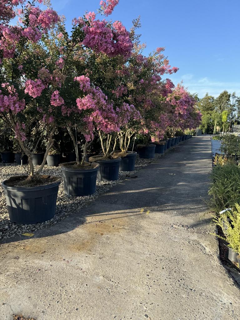 Lagerstroemia indica 'Monbazillac'