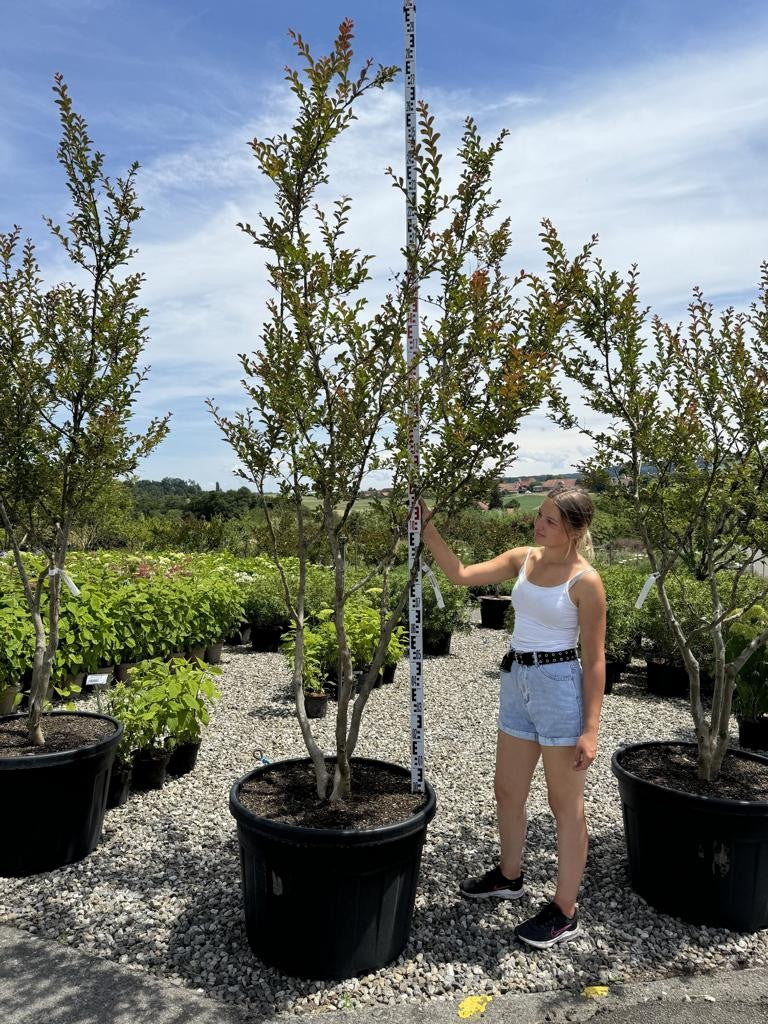 Lagerstroemia indica 'Monbazillac'