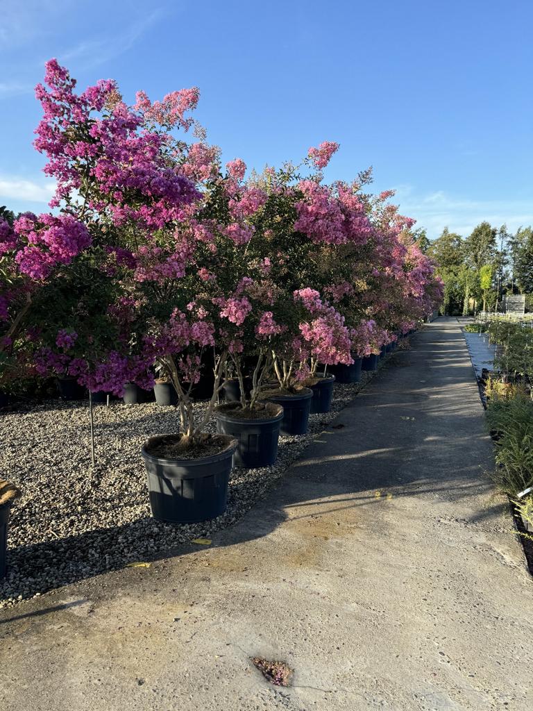 Lagerstroemia indica 'Monbazillac'