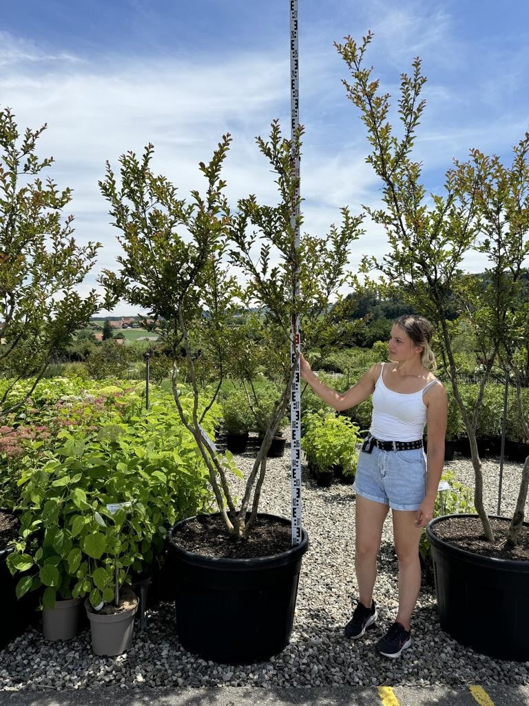 Lagerstroemia indica 'Monbazillac'