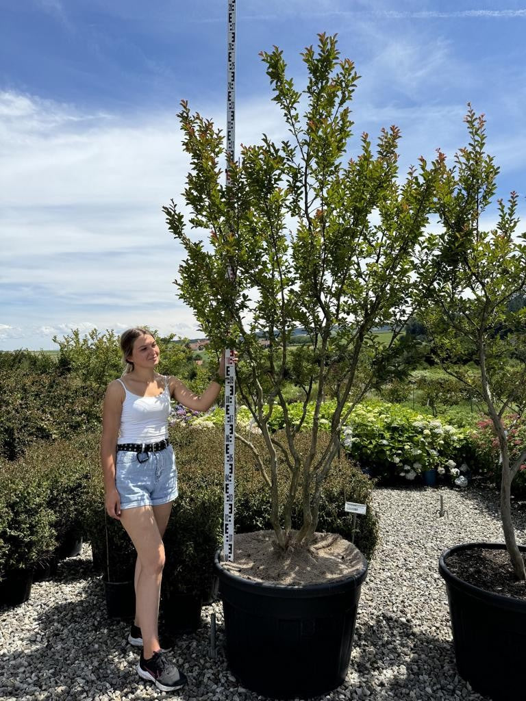 Lagerstroemia indica 'Monbazillac'