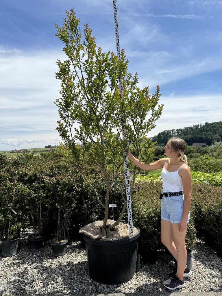 Lagerstroemia indica 'Monbazillac'