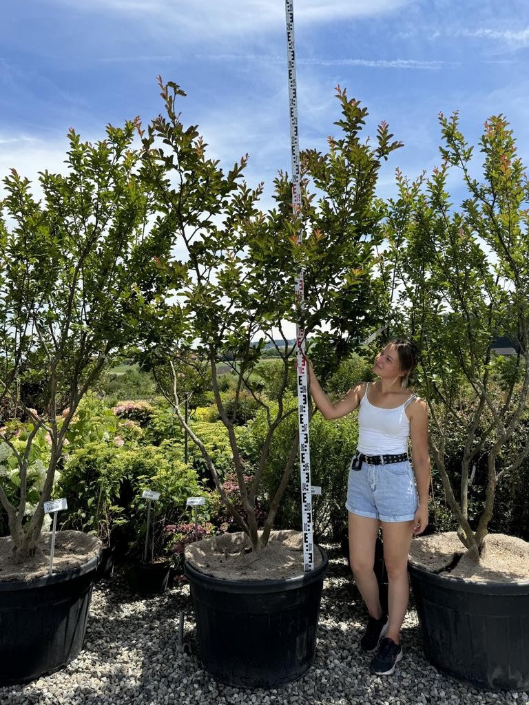 Lagerstroemia indica 'Terre Chinoise'