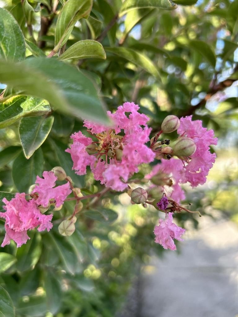 Lagerstroemia indica 'Terre Chinoise'