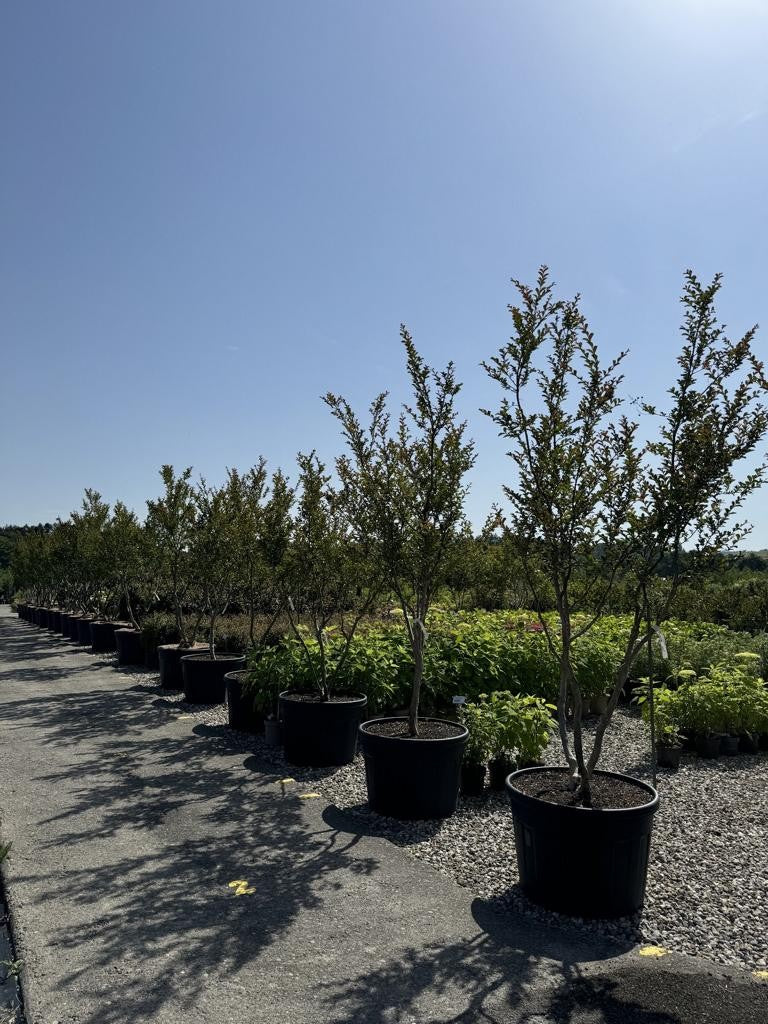 Lagerstroemia indica 'Terre Chinoise'