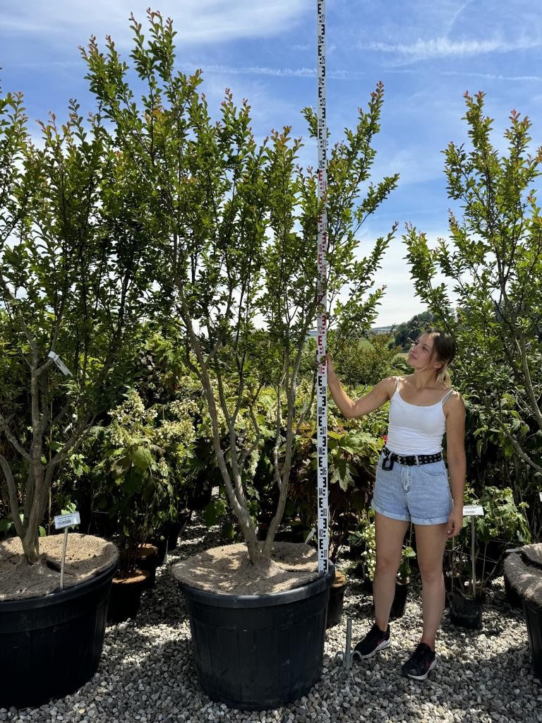 Lagerstroemia indica 'Monbazillac'