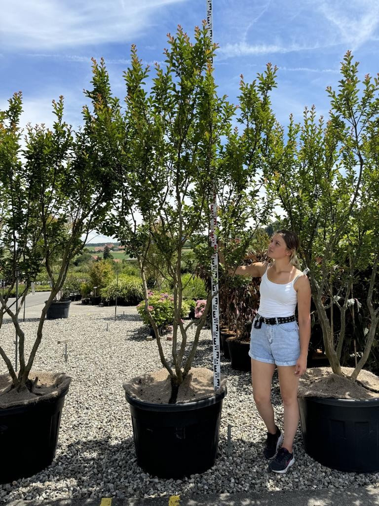 Lagerstroemia indica 'Monbazillac'