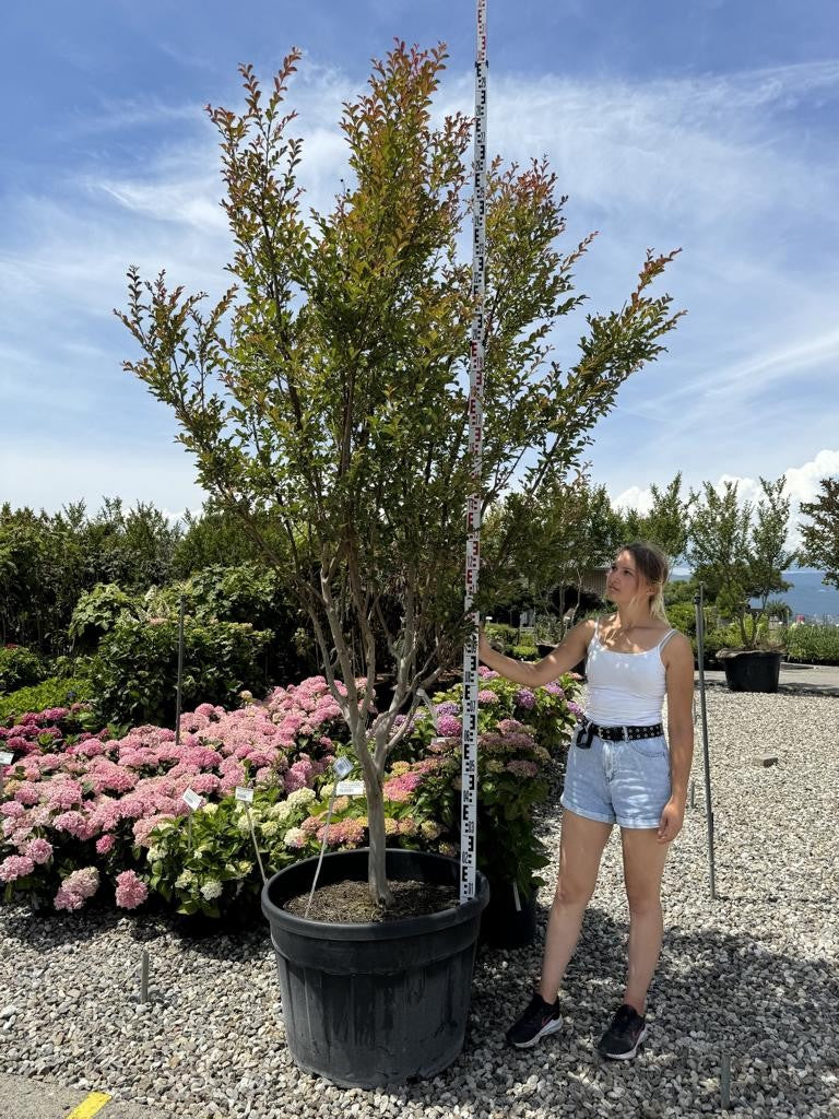 Lagerstroemia indica 'Monbazillac'