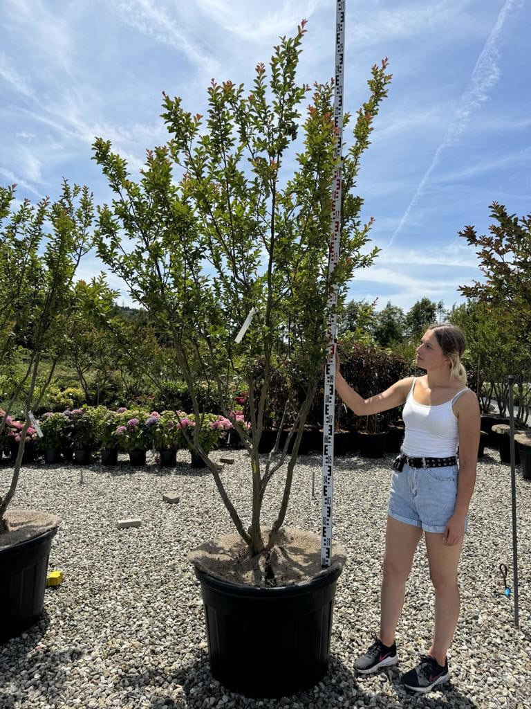 Lagerstroemia indica 'Monbazillac'