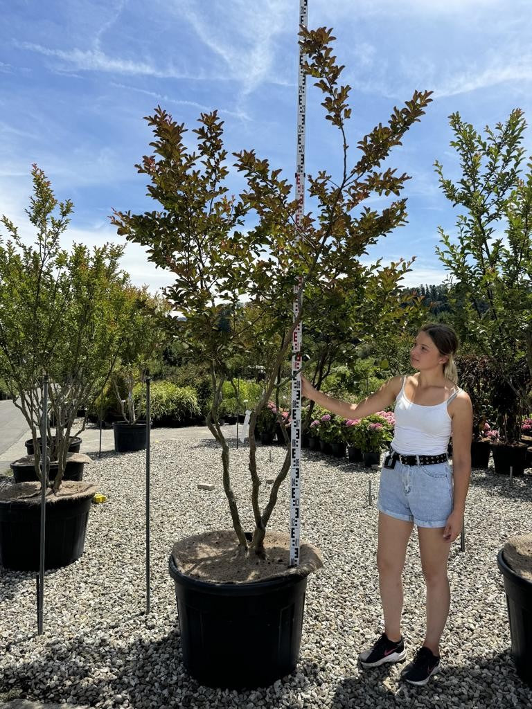 Lagerstroemia indica 'Terre Chinoise'