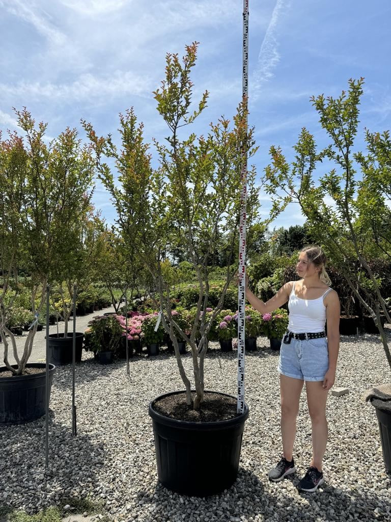 Lagerstroemia indica 'Monbazillac'