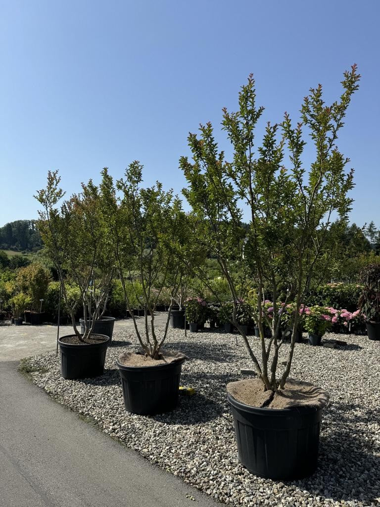 Lagerstroemia indica 'Monbazillac'