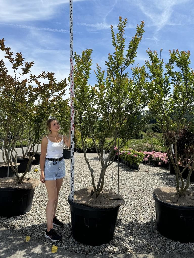 Lagerstroemia indica 'Monbazillac'