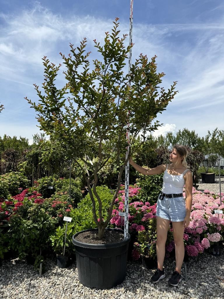 Lagerstroemia indica 'Terre Chinoise'