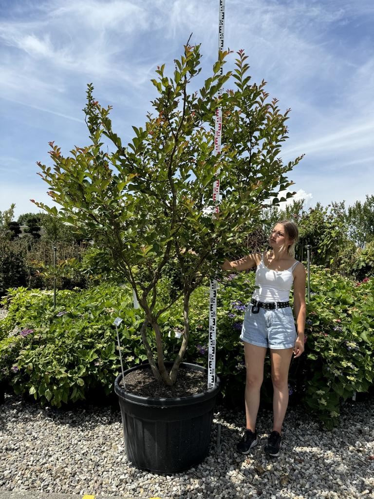 Lagerstroemia indica 'Terre Chinoise'