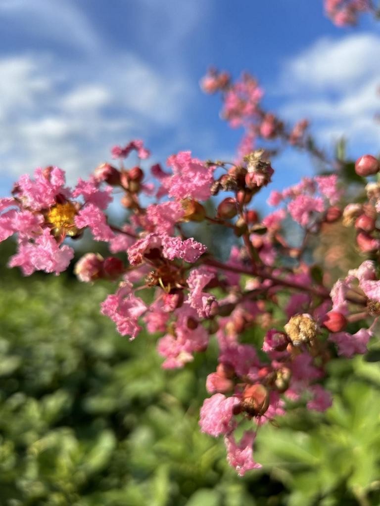 Lagerstroemia indica 'Jacqueline Desmartis'