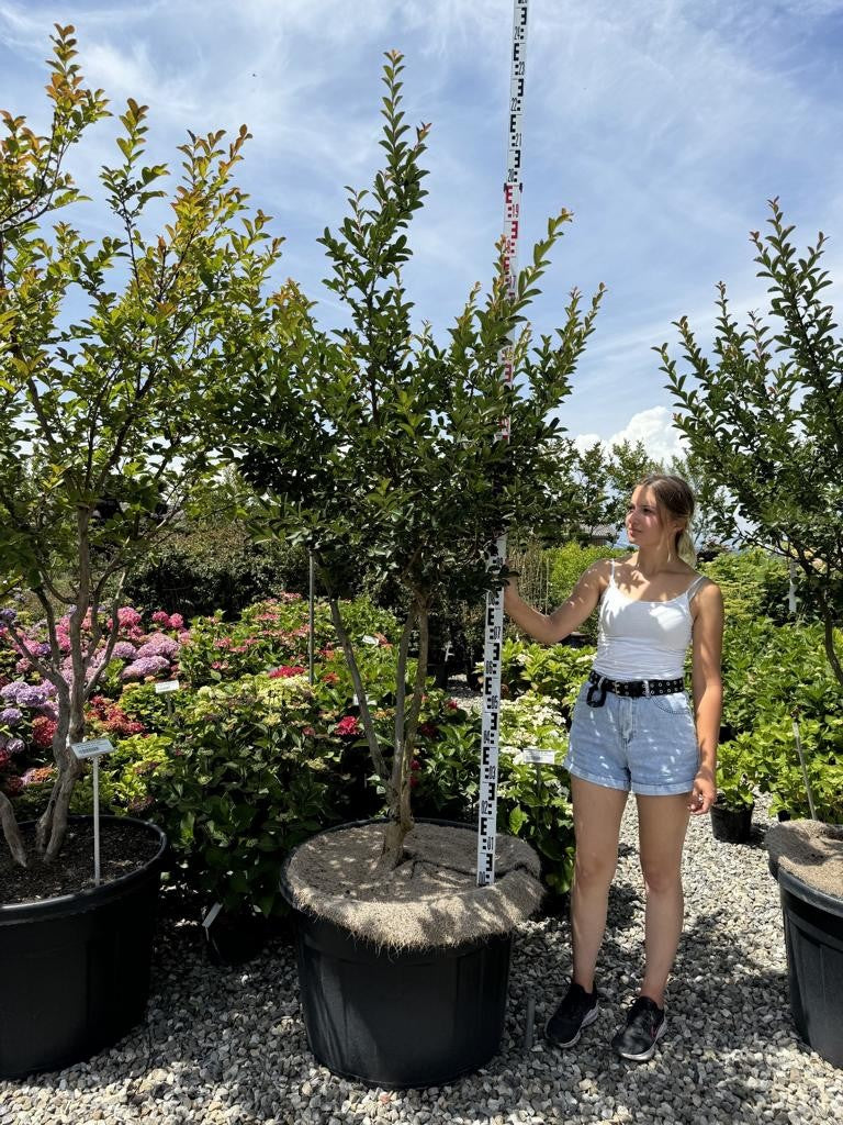 Lagerstroemia indica 'Jacqueline Desmartis'