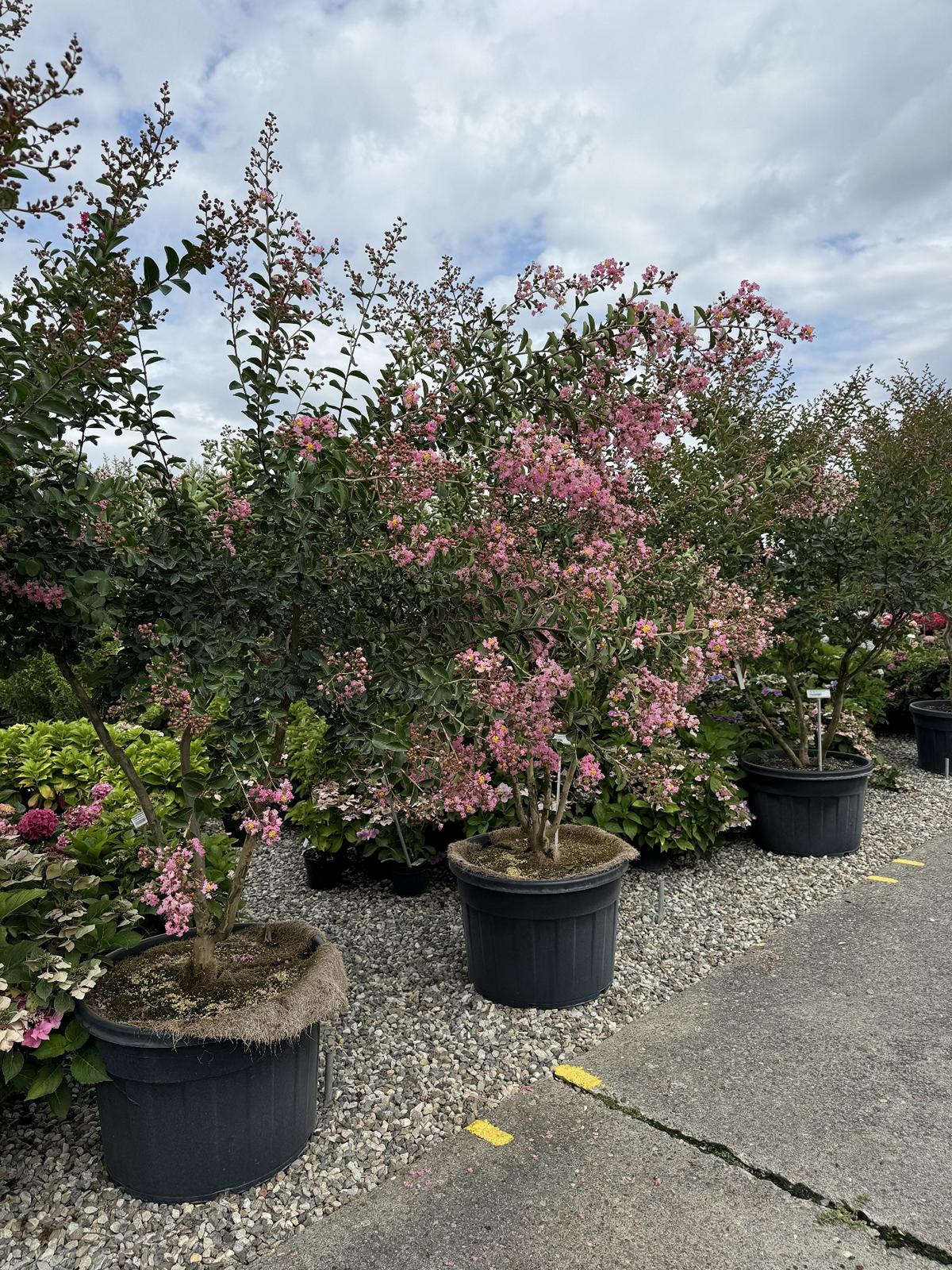 Lagerstroemia indica 'Jacqueline Desmartis'